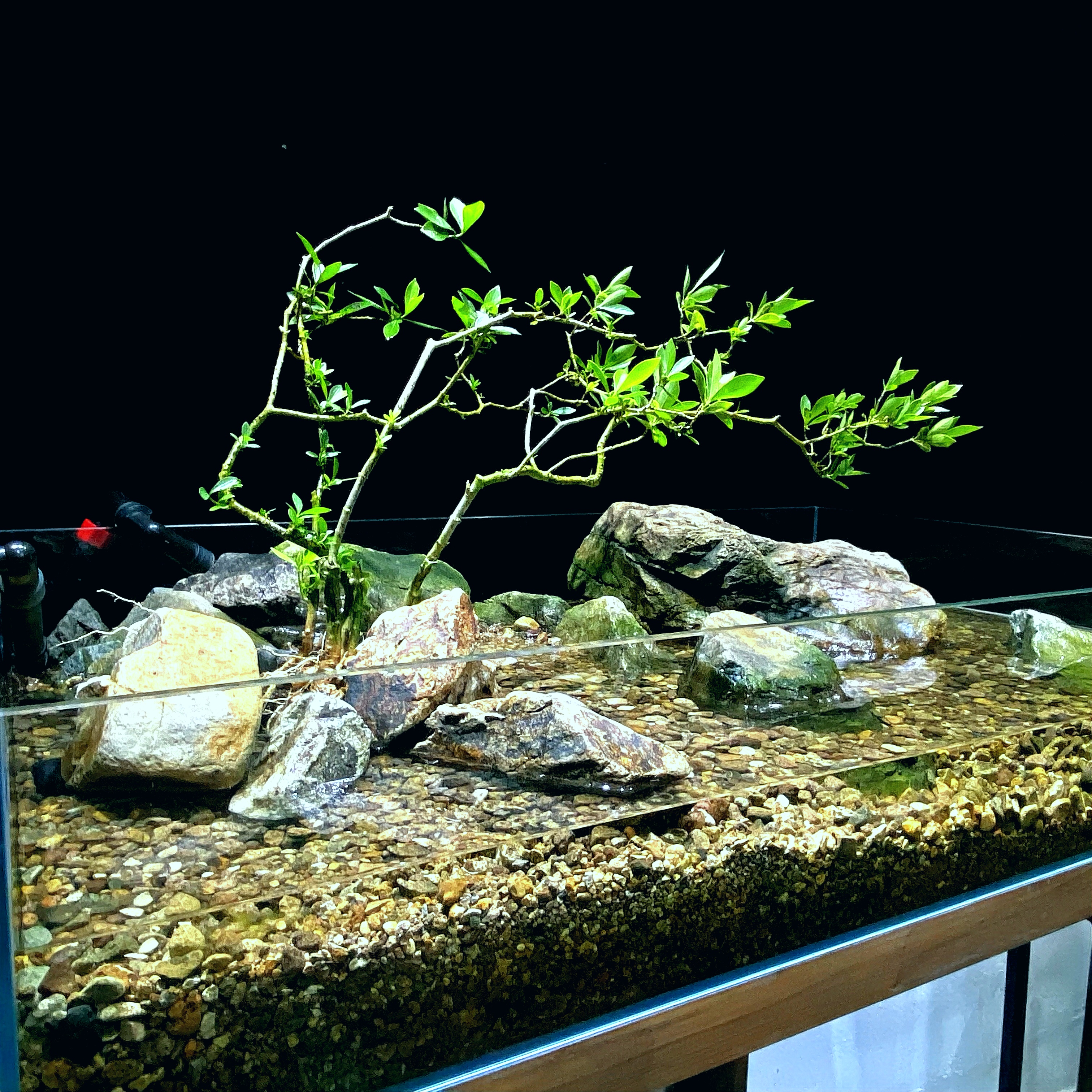 小叶水栀子花 鱼缸 茶室 盆景 造景植物