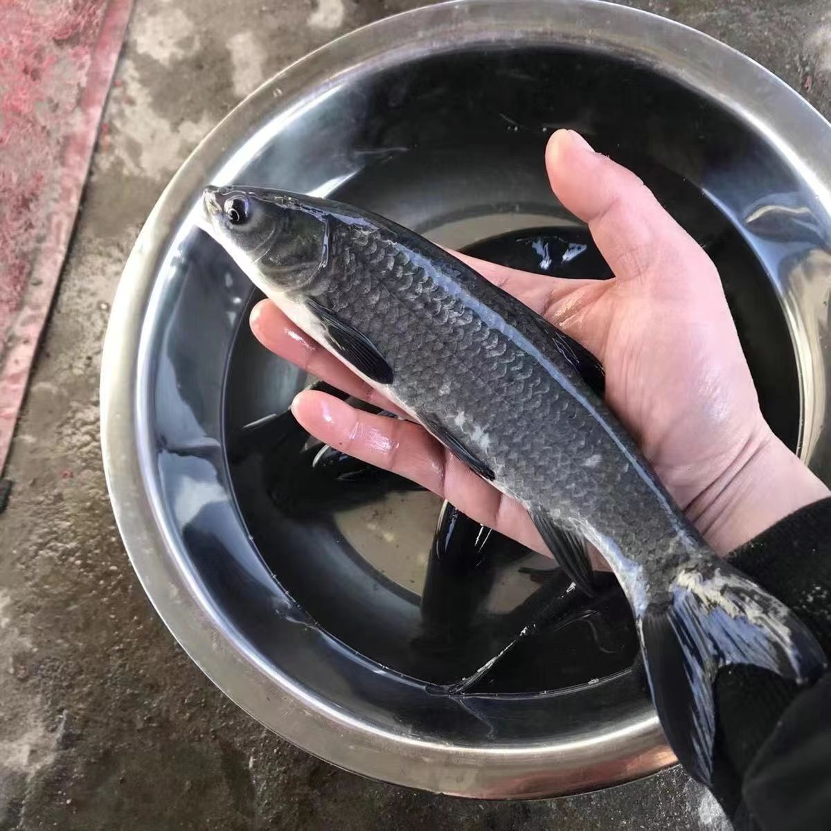 江苏本地耐活螺丝青鱼  水族活体宠物鱼。