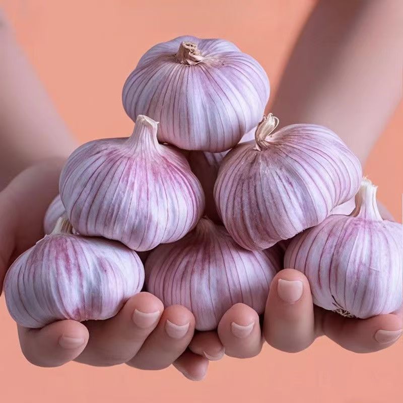 【3斤大蒜】正宗紫白皮干大蒜农家大蒜头商用便宜新干蒜3/2斤100克
