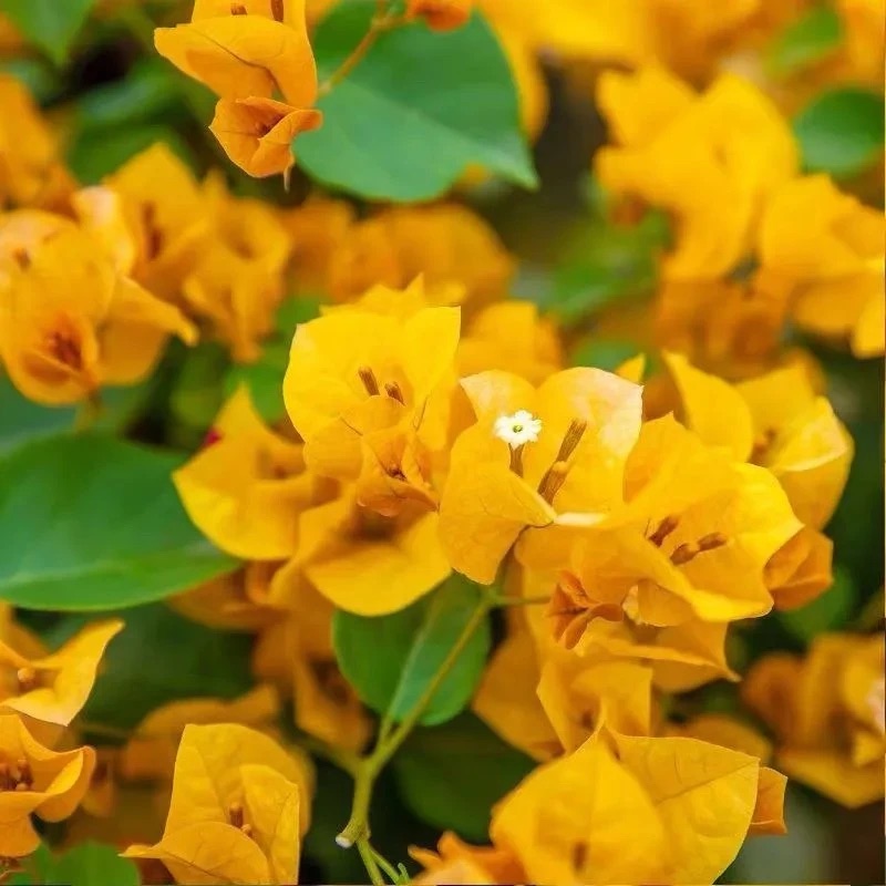 【加州黄金】三角梅阳台庭院爬藤盆栽勤花四季开花基地直发