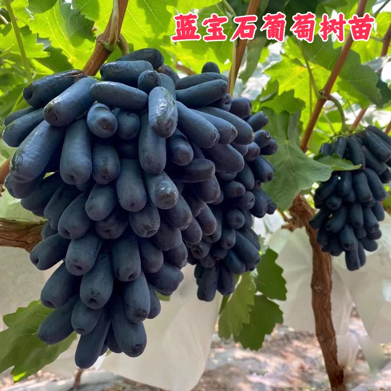 2-3年苗买1送2】大果葡萄树苗蓝宝石葡萄苗南北方盆栽地栽爬藤葡萄