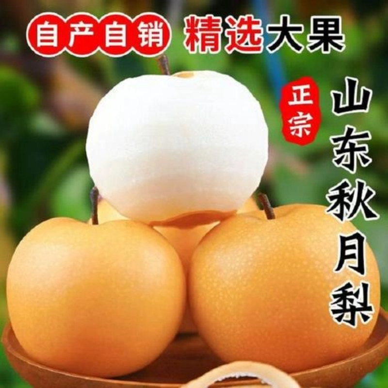 真秋月山东莱阳秋月梨正宗5斤包邮新鲜水果梨子脆梨当季大果脆甜