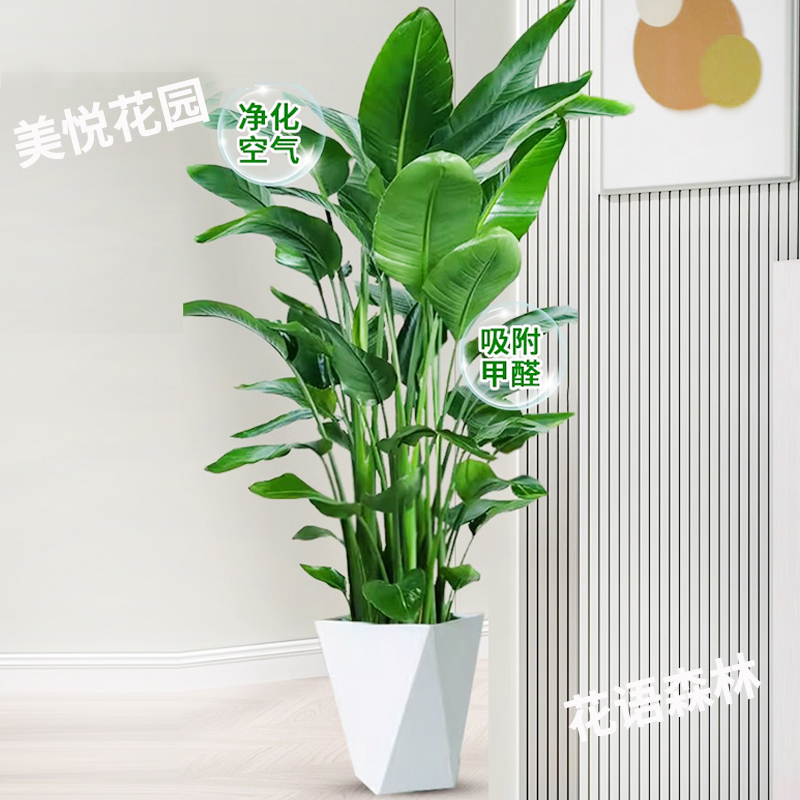 【80-1米】天堂鸟大型绿植室内外好养可净化空气