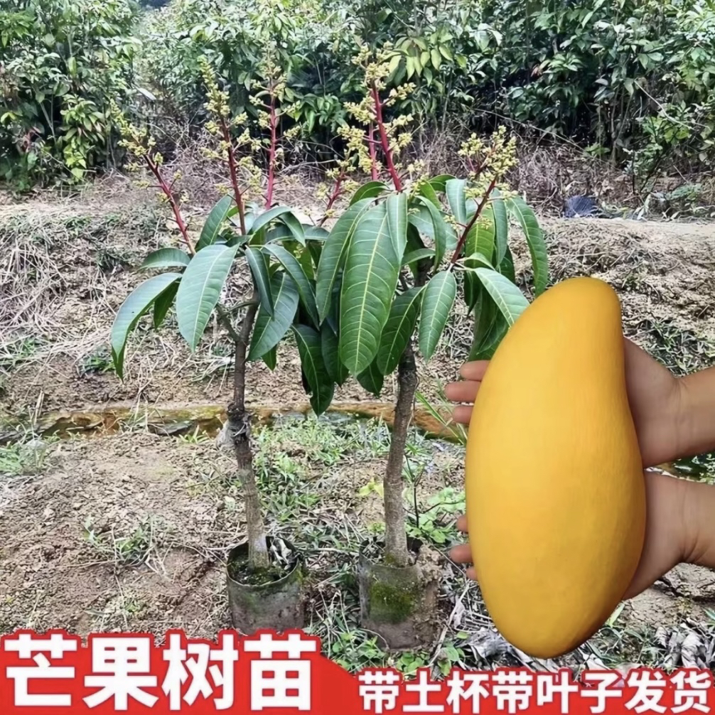 芒果苗 、金煌芒、贵妃芒 、桂七芒、台农芒 四季芒等 可盆栽 可地栽