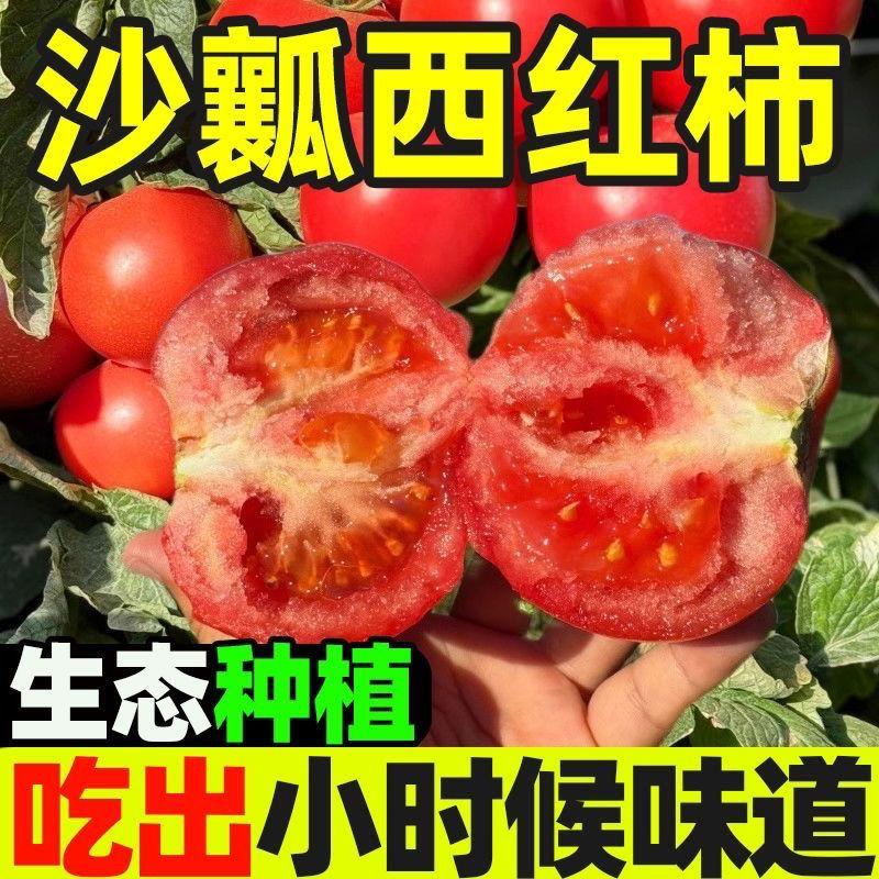 西红柿新鲜现摘高原露天沙瓤多汁自然熟番茄可生吃正宗当季种子籽