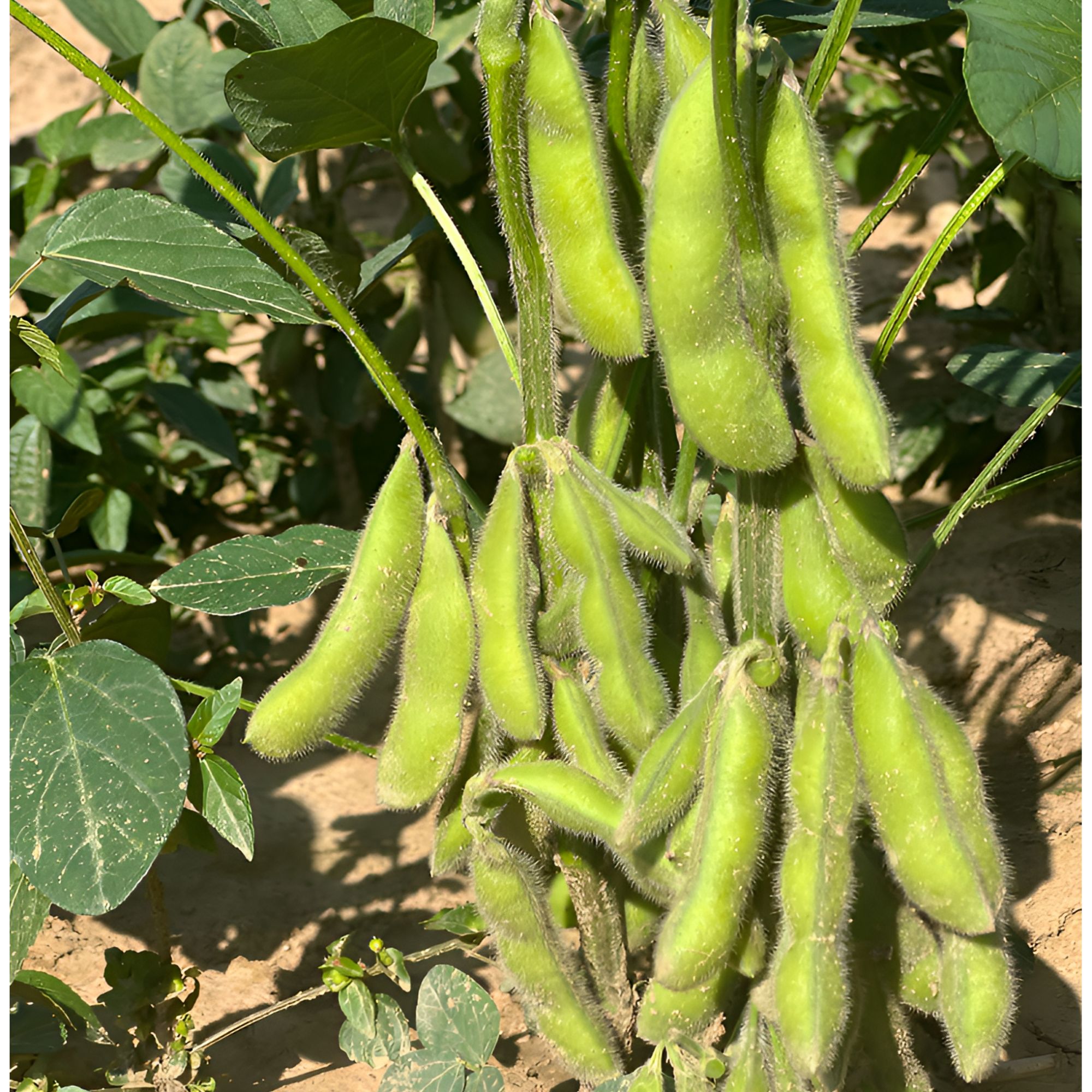 湖北九月寒新鲜带壳毛豆精选现摘现发泡沫箱冰袋发货