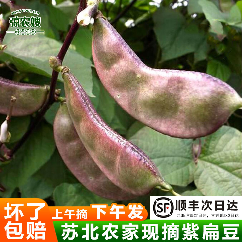 新鲜扁豆现摘现发红扁豆紫扁豆角猪耳朵峨眉豆梅豆角扁豆角蔬菜