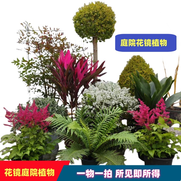 花镜庭院植物耐寒耐热红色冬青球朱焦玉簪蕨类松柏棒棒糖迷迭香等