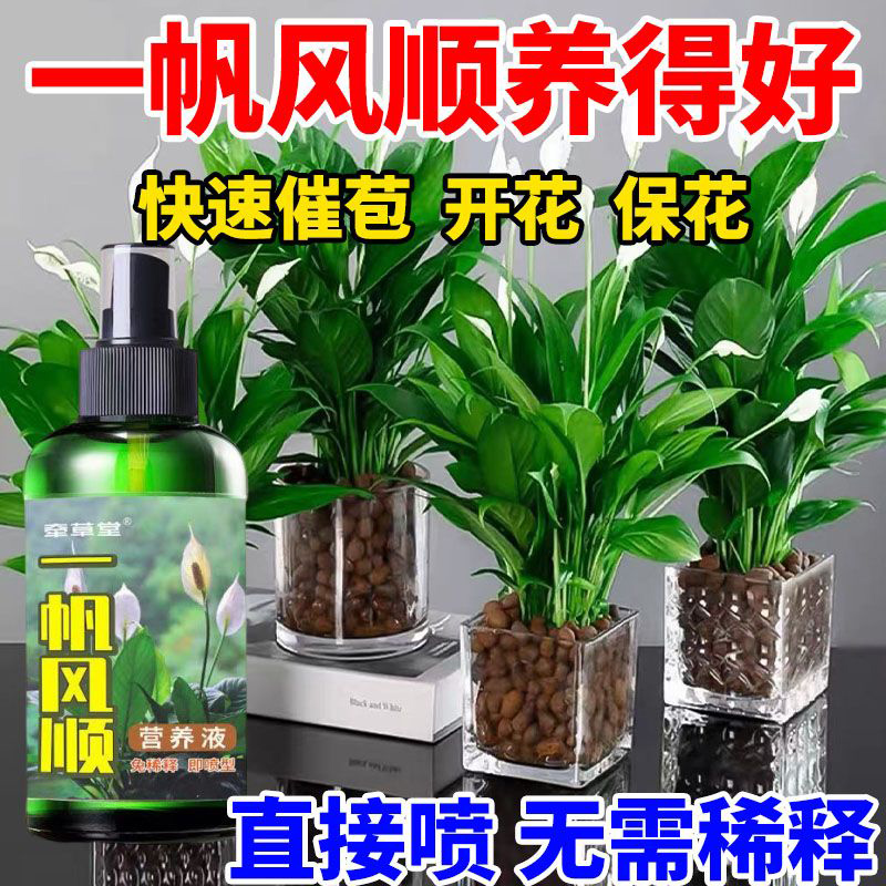 白掌红掌专用营养液催开花延花期促生长防黄叶枯萎一帆风顺液体肥