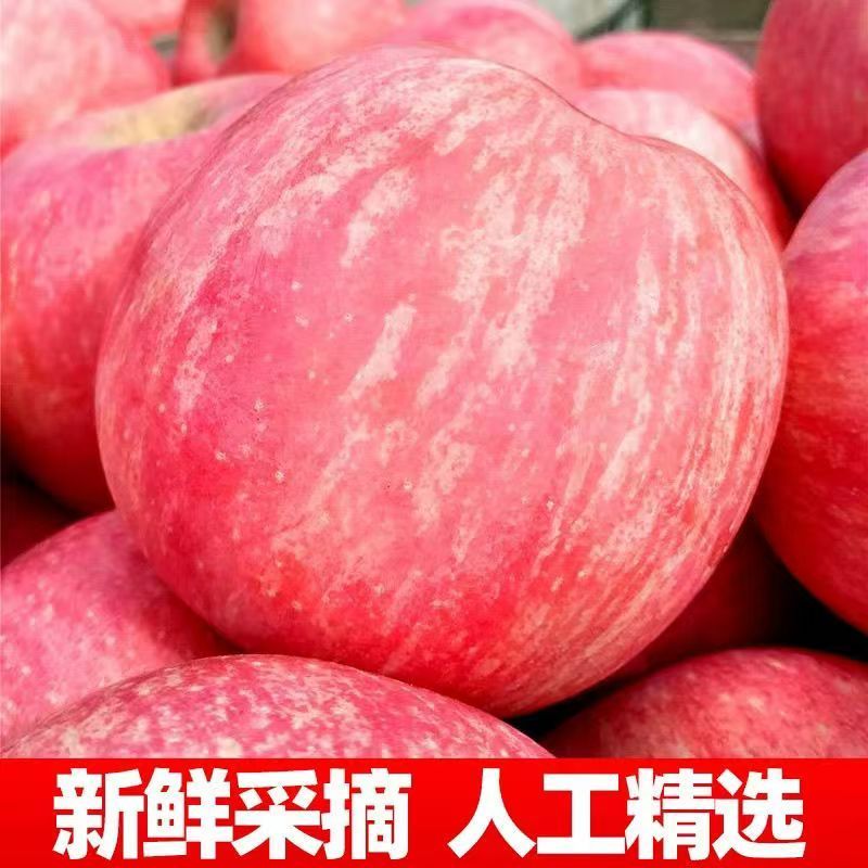 【源头产地直发】当季正宗山东烟台脆甜栖霞红富士苹果当季新鲜水果