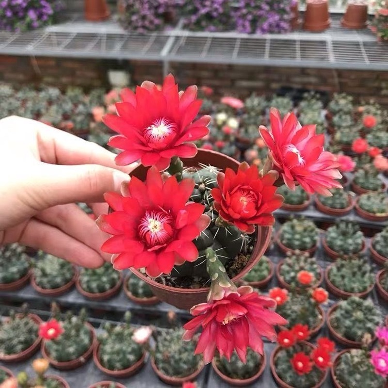 绯花玉组合仙人球招财室内办公室桌面多肉植物盆栽防辐射开花组合