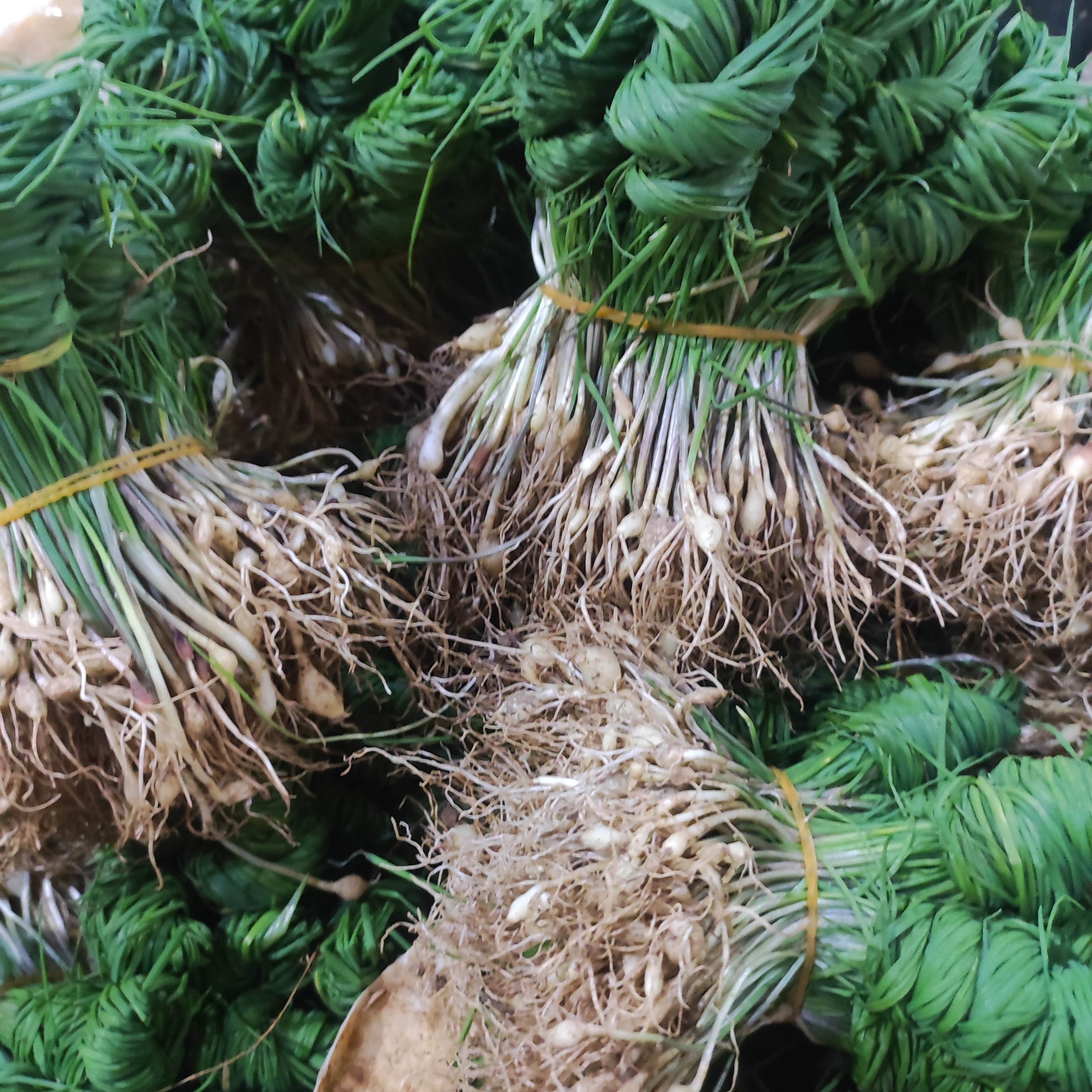 顺丰包邮-贵州野葱新鲜深山现挖小根蒜胡葱野生时令野菜