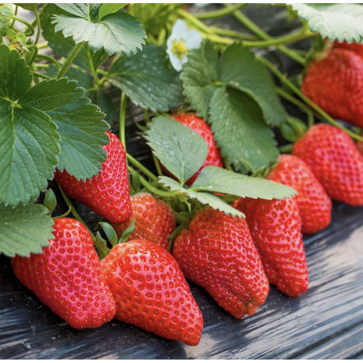 奶油草莓种子四季播种阳台盆栽蔬菜庭院室外