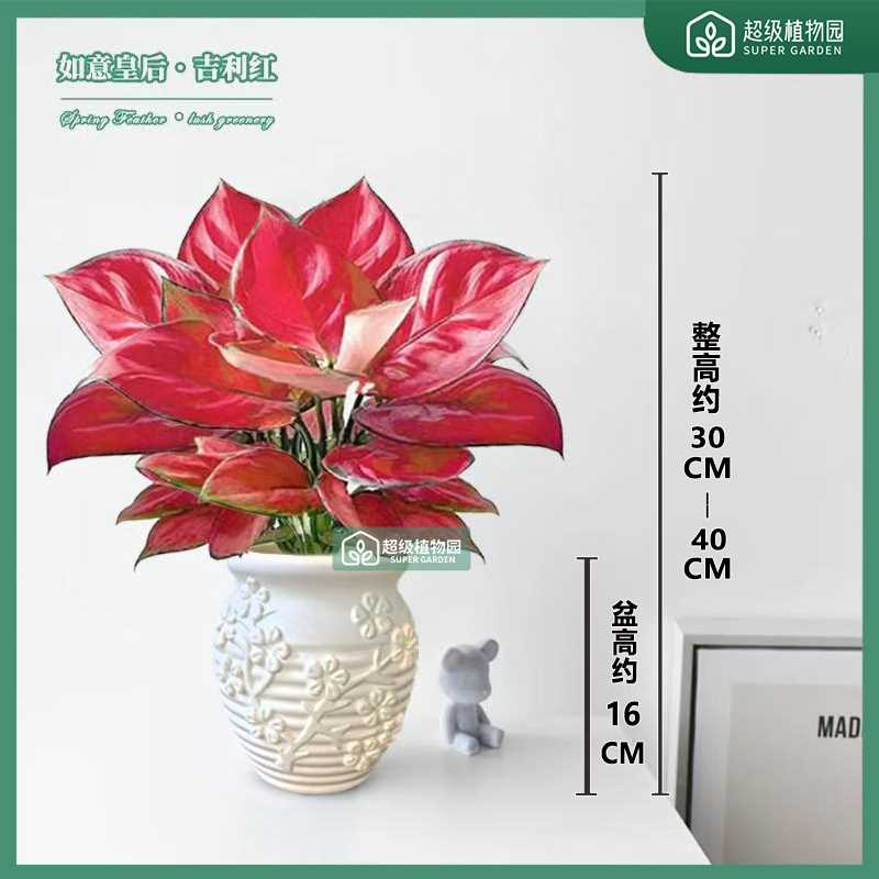 吉利红如意红绿植室内观叶盆栽如意皇后办公室桌面易活四季绿植
