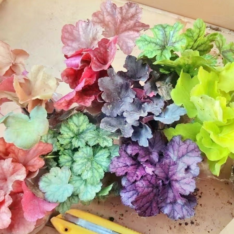 基地直销矾根花叶大苗彩叶草耐寒耐旱盆栽变色花园花境观叶植物