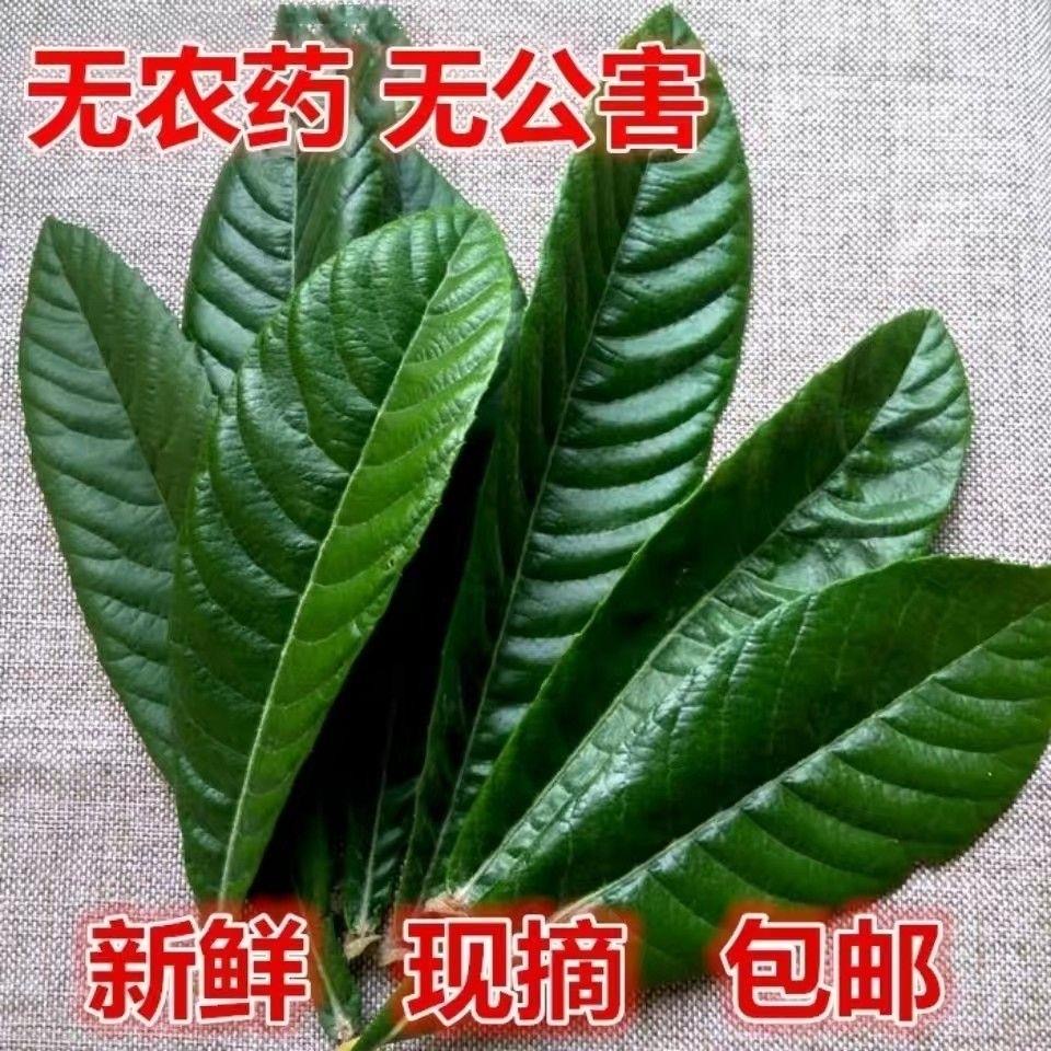 新鲜枇杷叶现摘家用绿色老树树叶子