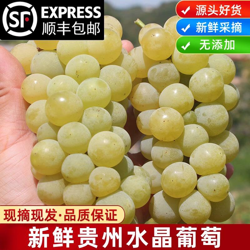 贵州特产水晶葡萄新鲜当季水果鲜果青绿酸甜多汁现摘现发顺丰包邮