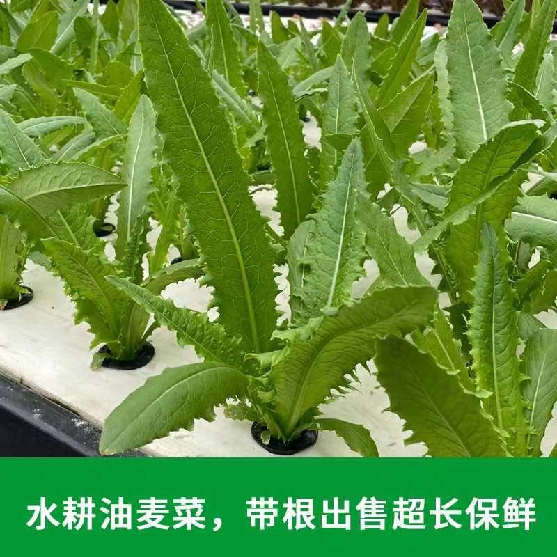 苏州大农新鲜水培油麦菜蔬菜250g/包现采现发满38元江浙沪包邮