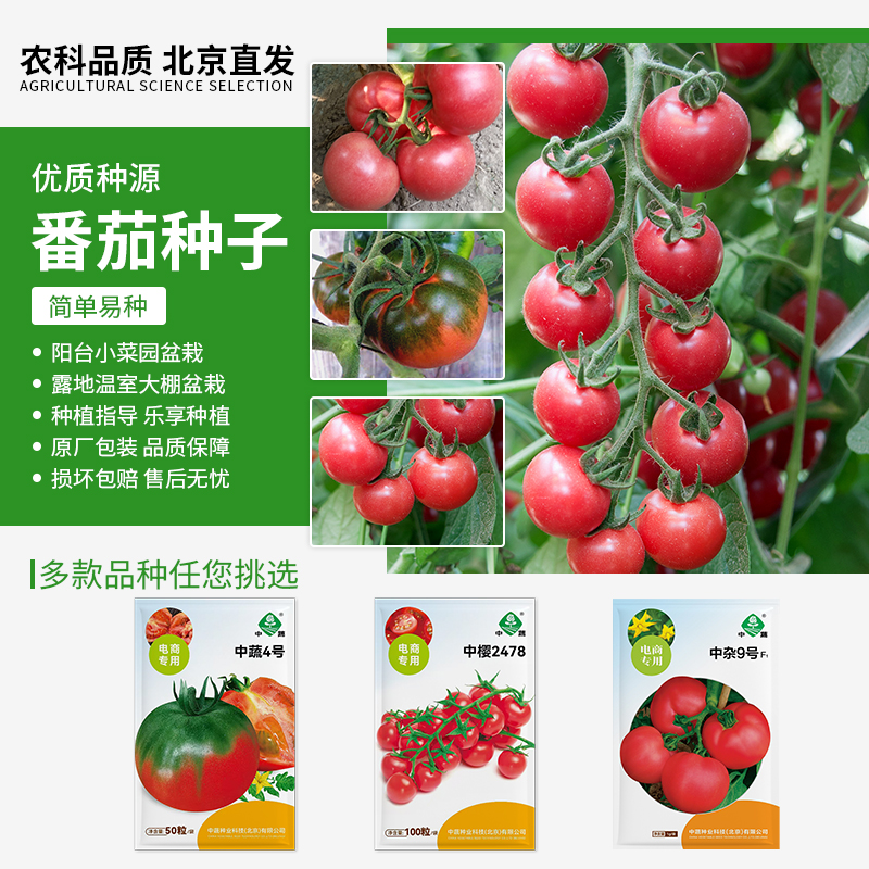 【农科院中蔬】各种番茄种子春季露地大西红柿种子粉红大果阳台盆栽