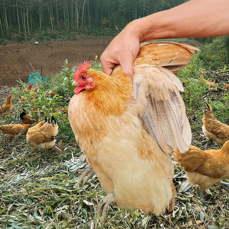 1年散养五华土鸡老母鸡芜湖本地竹林农家生态现杀月子鸡2.2斤