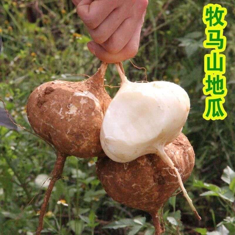 牧马山凉薯种子脆甜皮薄特大早熟地瓜沙薯春季种植水果蔬菜种子