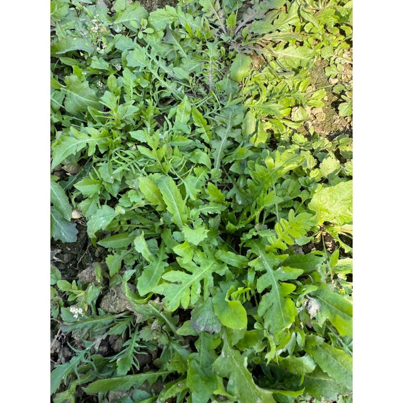 农村爷爷奶奶现挖现发新鲜荠菜做饺子馅馄饨春卷