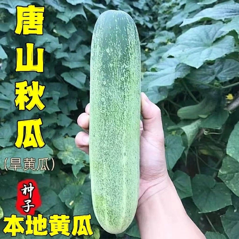 新唐山秋瓜种子水果旱黄瓜脆甜早熟春秋季农家田园阳台盆栽蔬菜种