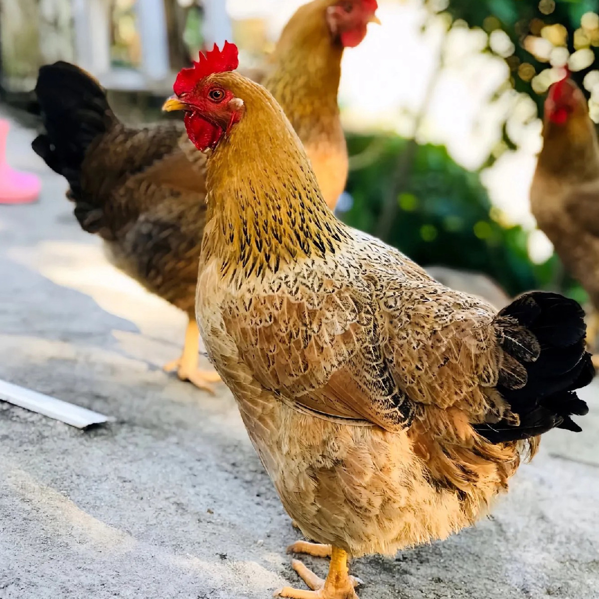 农家散养母鸡，现捉现杀新鲜冷冻发货煲汤好食材顺丰包邮次日达