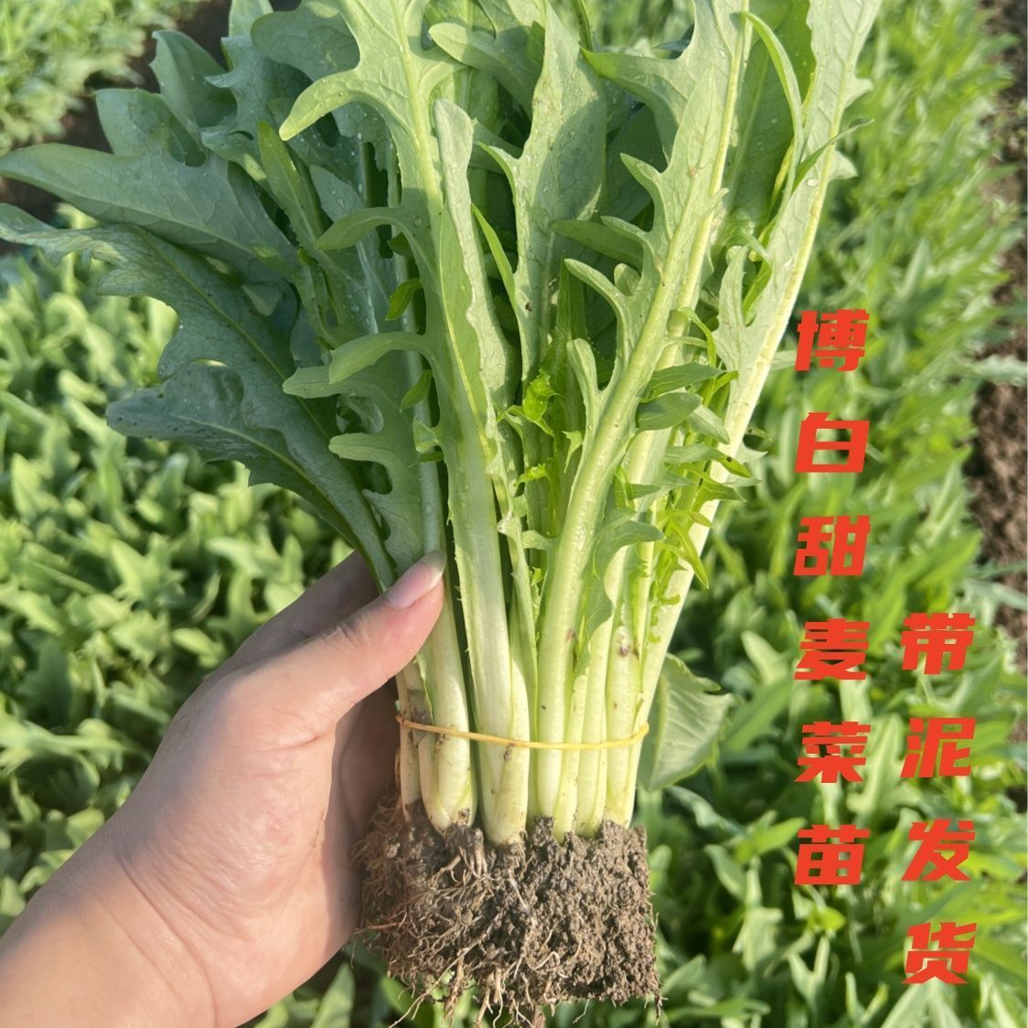 正宗博白甜麦菜种苗带泥土发货阳台花园花盆可种耐热采摘3-5个月