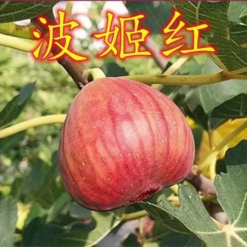 无花果树苗嫁接早熟苗南方北方种植水果盆栽地栽当年水果树苗