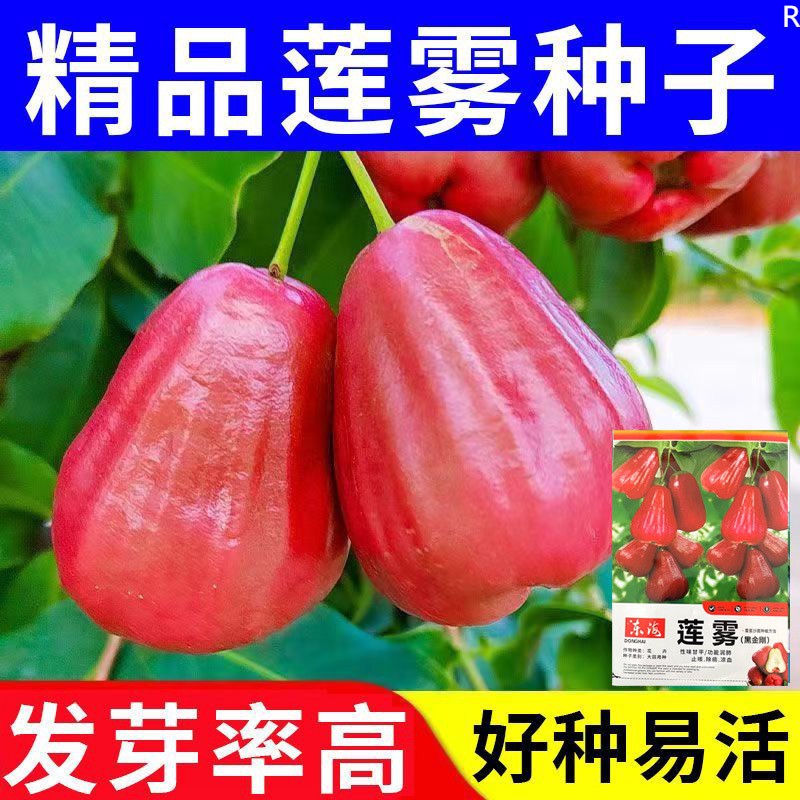 .四季播种莲雾种子黑金刚莲雾种籽水果种子苗盆栽当年结果