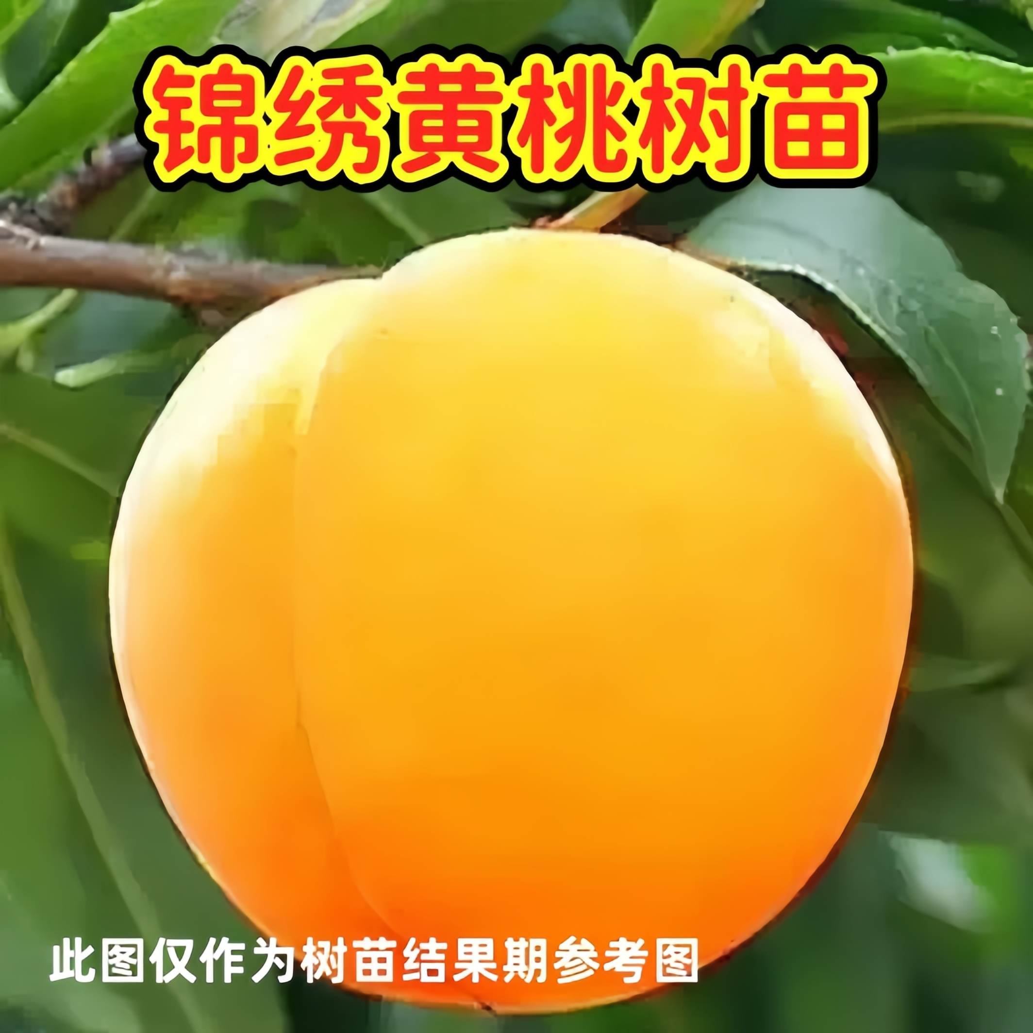 锦绣黄桃嫁接桃树苗9月份成熟南北方种植盆地栽【2年苗买一发三