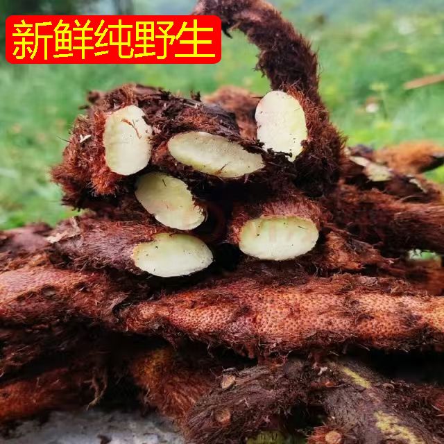 【贵州野生深山骨碎补】正品新鲜毛姜爬岩姜石姜接骨姜正品中药材