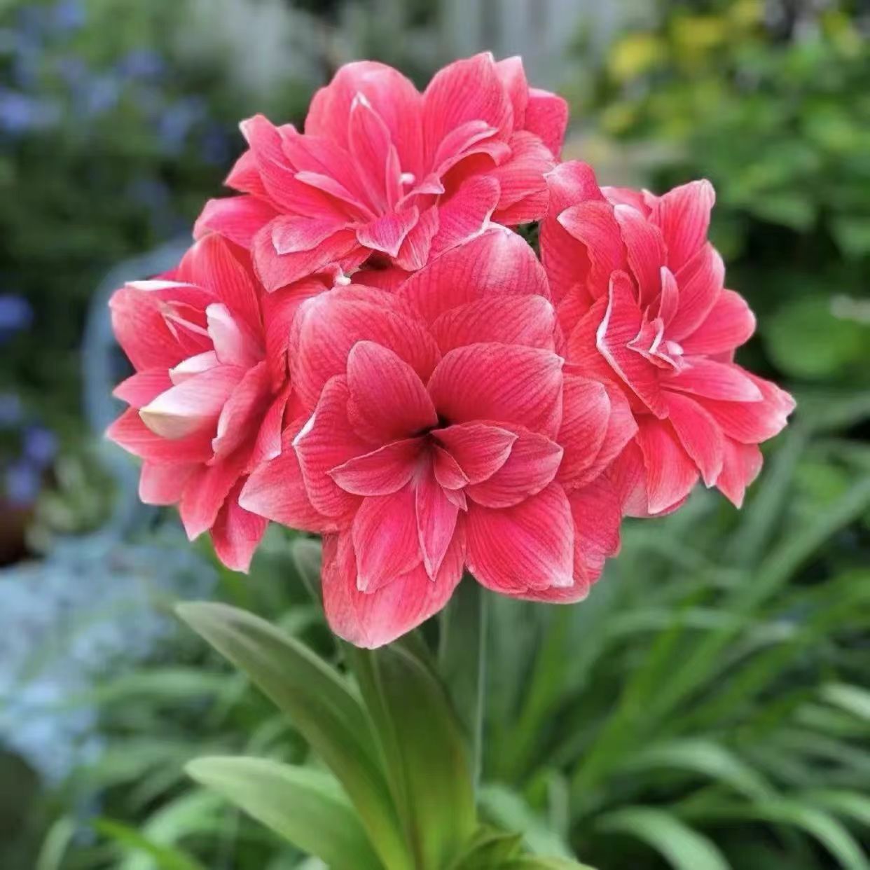 双梦朱顶红重瓣朱顶红开花盆栽观花种球植物