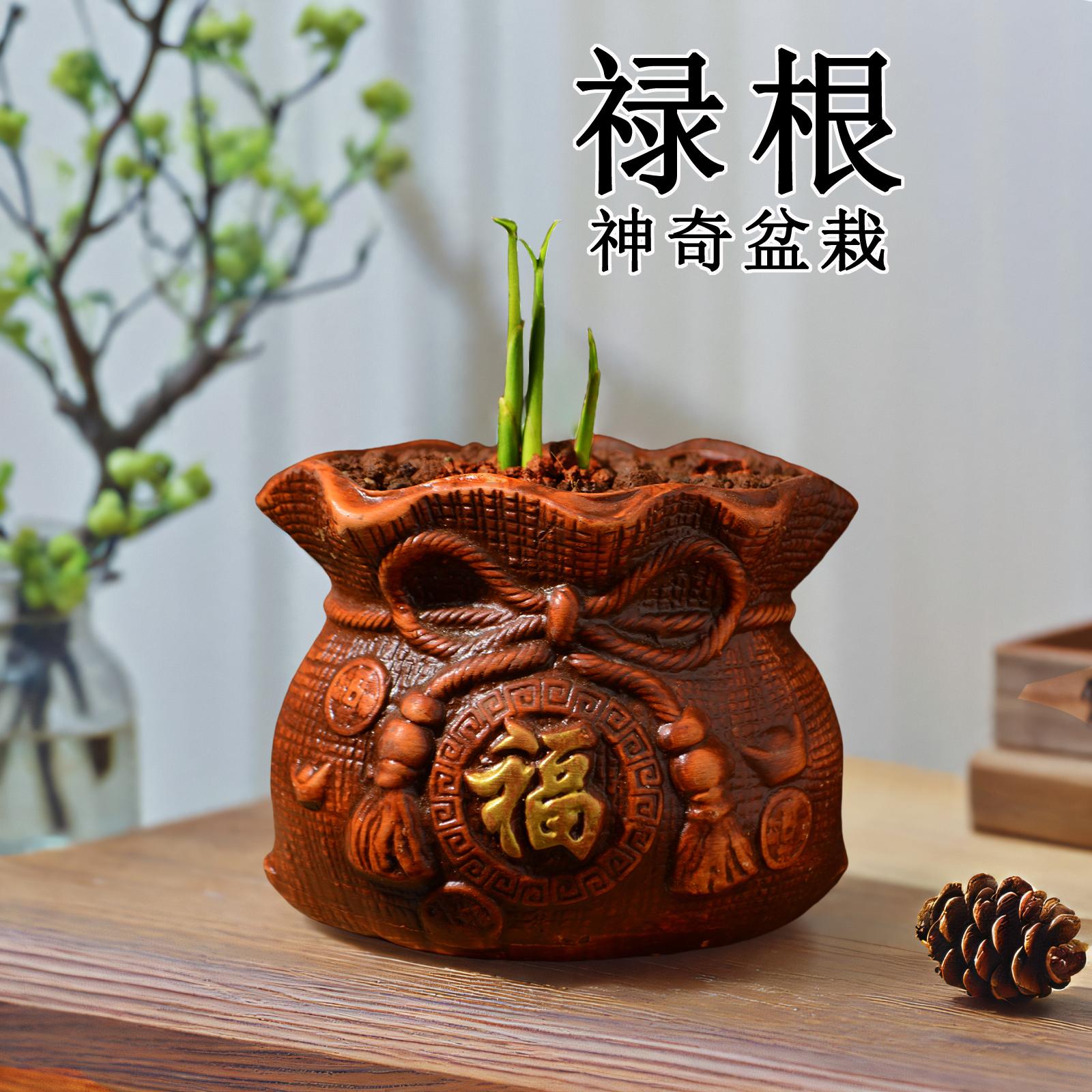 禄根盆栽绿植好养带芽不当生姜苗种植植物客厅办公室内桌面小盆景