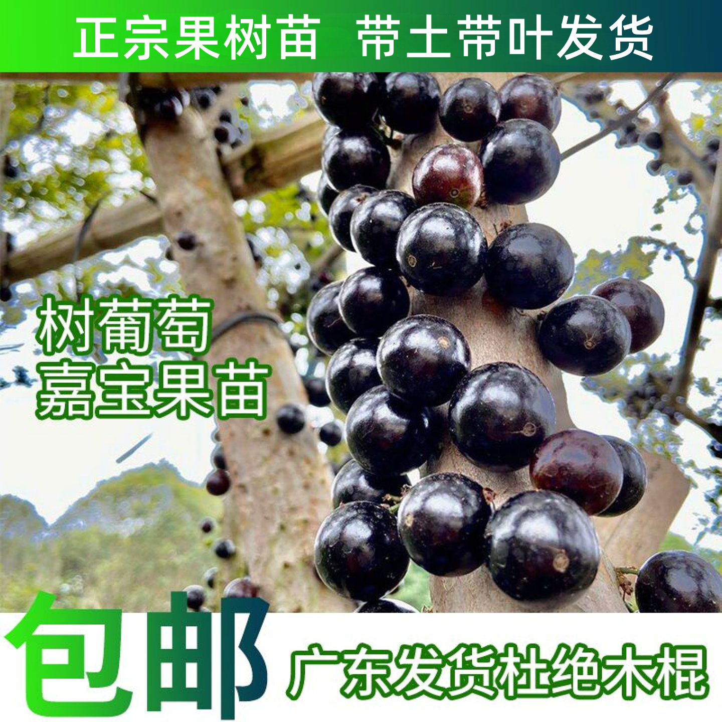 （一物一拍）沙巴嘉宝果树葡萄 艾斯卡 红妃 四季嘉宝果