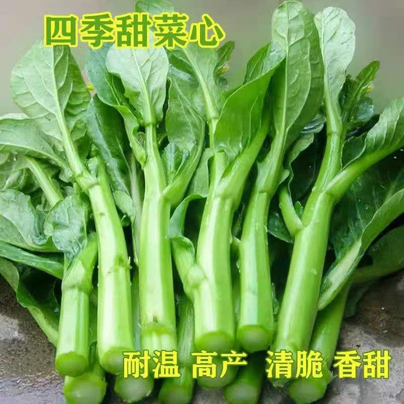 【四九甜菜心】正品四九菜心种子阳台小院青菜春秋冬季农家蔬菜种籽
