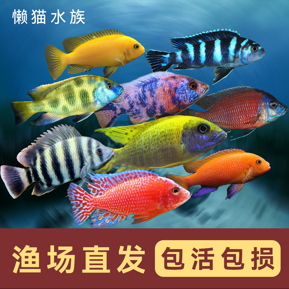 鲷科鱼活体三湖慈鲷马鲷坦鲷鱼热带淡水好养耐活练手鱼包邮包活