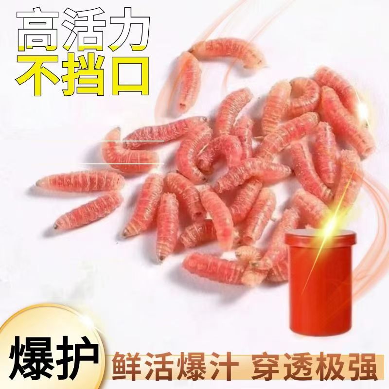 鲜活红蛆虫活饵肉蛆昆虫饵钓鱼四季腥味野钓溪流公鱼石斑鲫鱼饵料