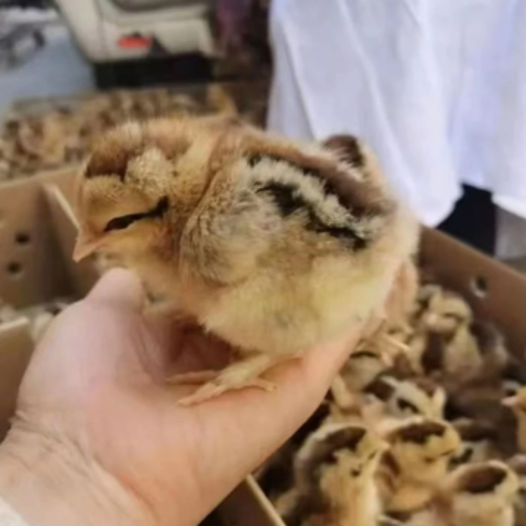 【海南可发】宠物鸡麻鸡绿壳50个送5路损