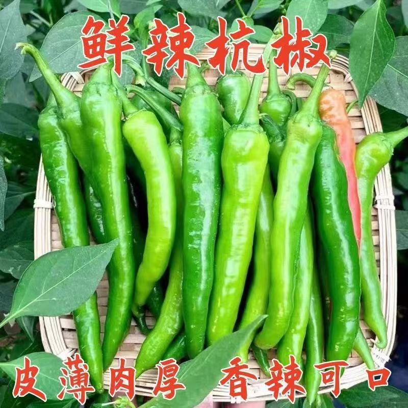 正宗新鲜杭椒辣椒新鲜现摘中辣薄皮杭椒适合炒肉的农家青辣椒