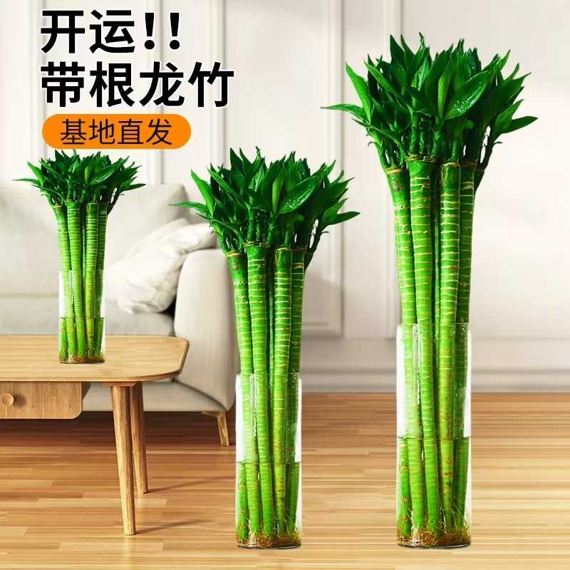 文昌竹龙竹带根水培植物粗支好养活办公室工位转运竹室内桌面绿植