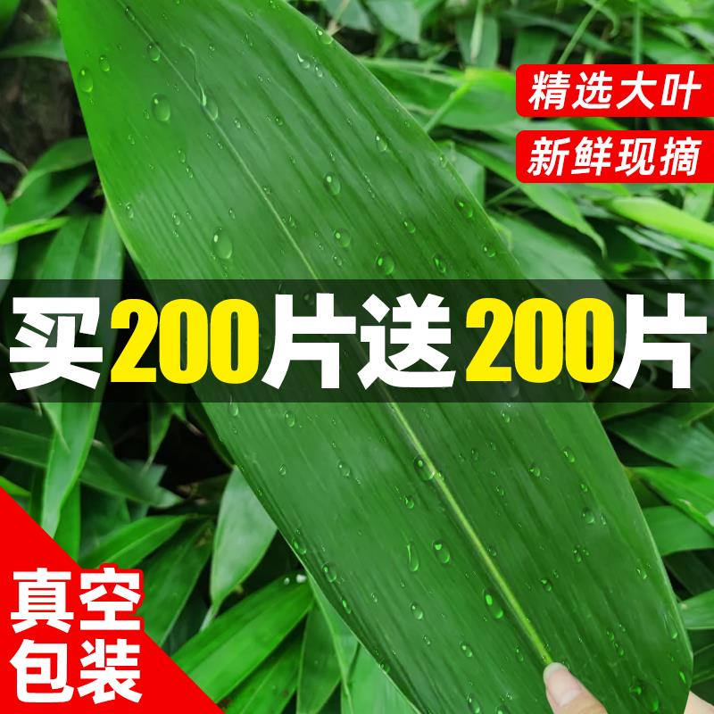 粽叶新鲜大号粽子叶端午粽子专用宽竹叶子商用批发箬叶特