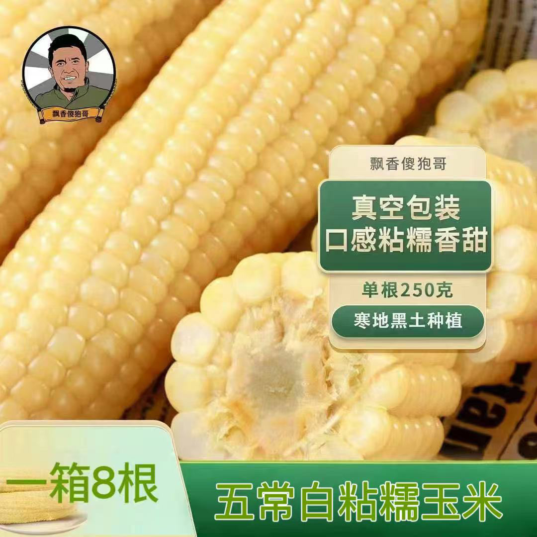 五常336甜糯玉米 大白棒 8根一箱 粘糯香甜 口感新鲜 2025年新