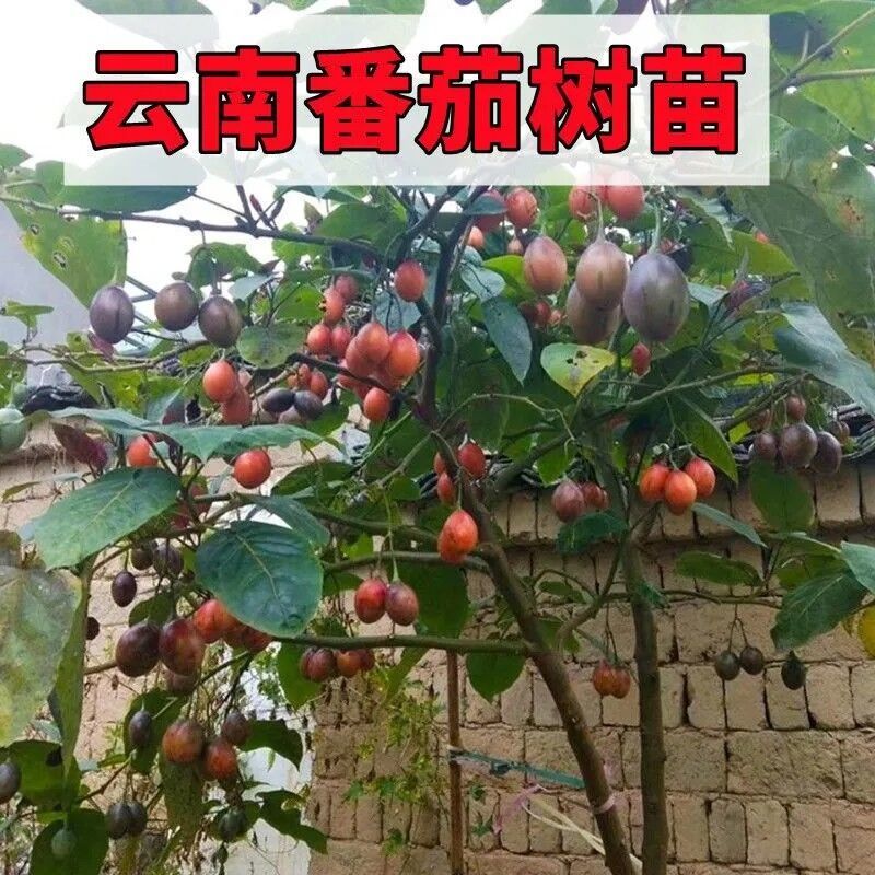 云南特产大树番茄现货现发大树番茄苗子番茄四季可种绿植盆栽