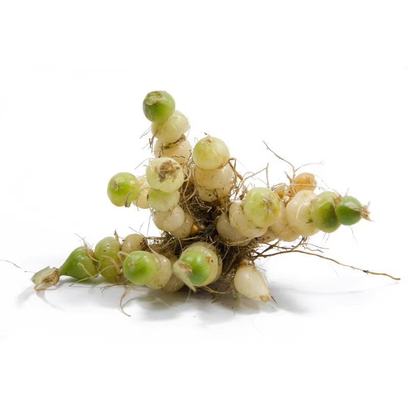 贵州新鲜咕噜子 现挖算盘子 九子连环草 珍珠草 珍珠三七苗家泡酒