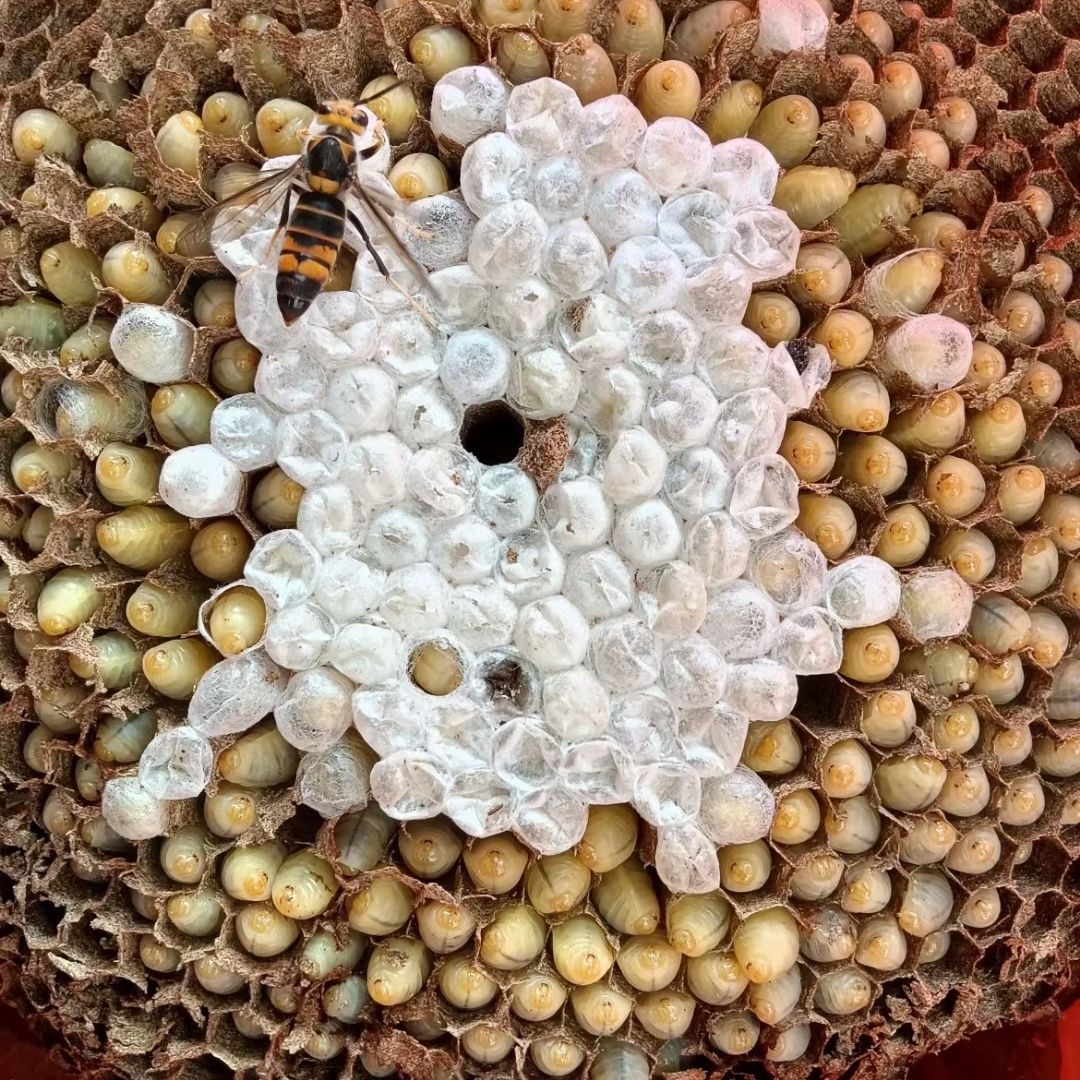 云南新鲜冰冻野生马蜂生虎头蜂四级小土蜂小黄蜂蜂蛹幼虫油炸即食