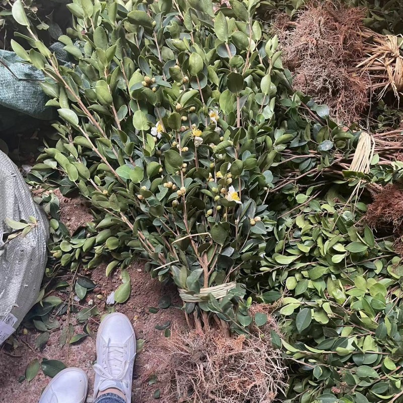 长林红皮大果嫁接高产油茶苗裸根苗带花苞茶籽树苗油茶苗茶籽树