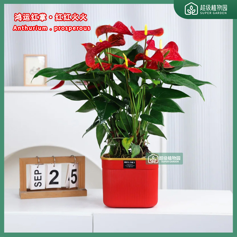 【带花发货】大盆红掌土培盆栽客厅办公室四季开花好养绿植花卉