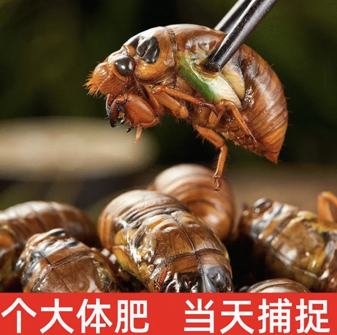 山东特产新鲜速冻知了猴金蝉可烧烤油炸京东冷链发货